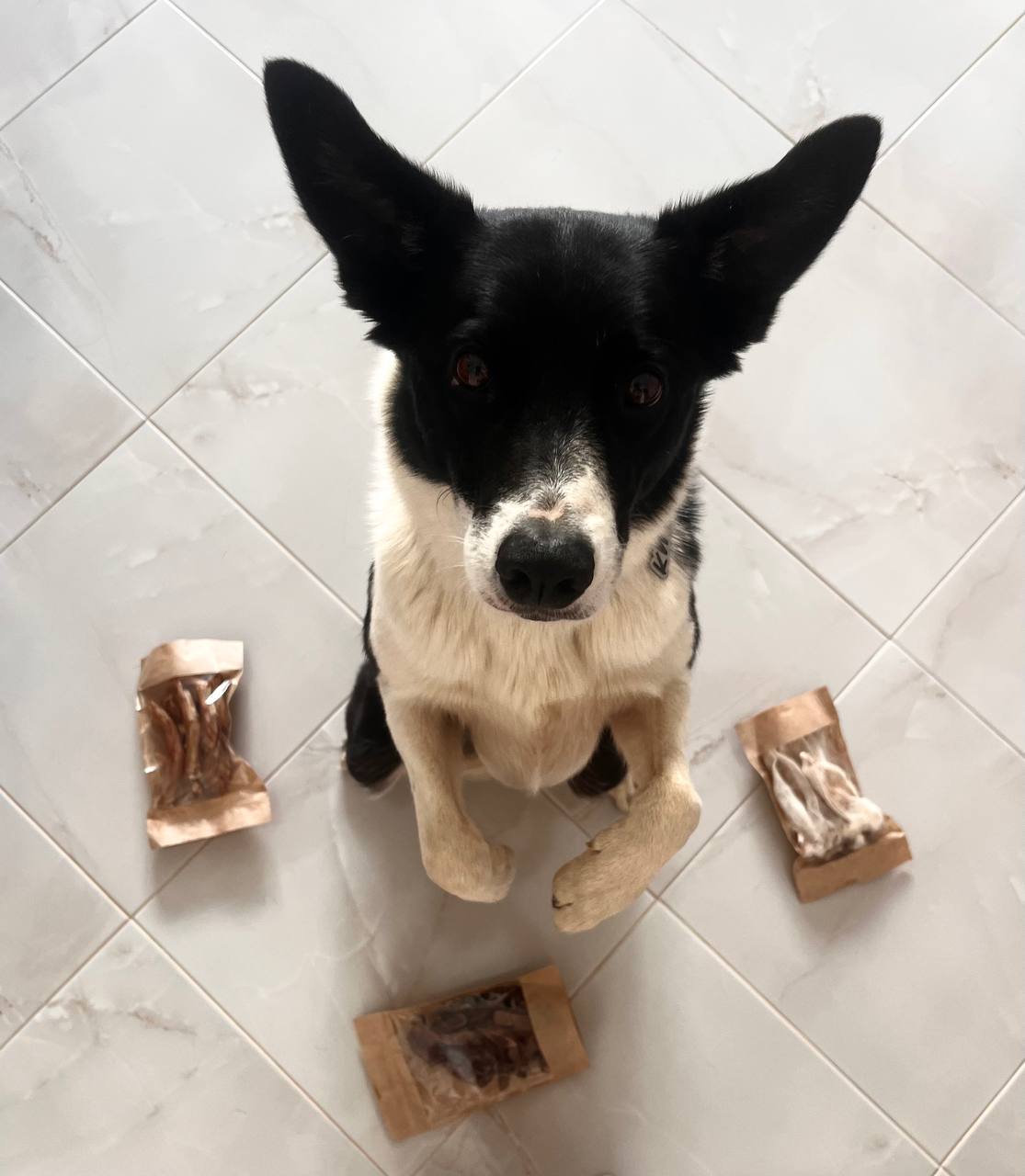 Собака с лакомствами YappyHappy